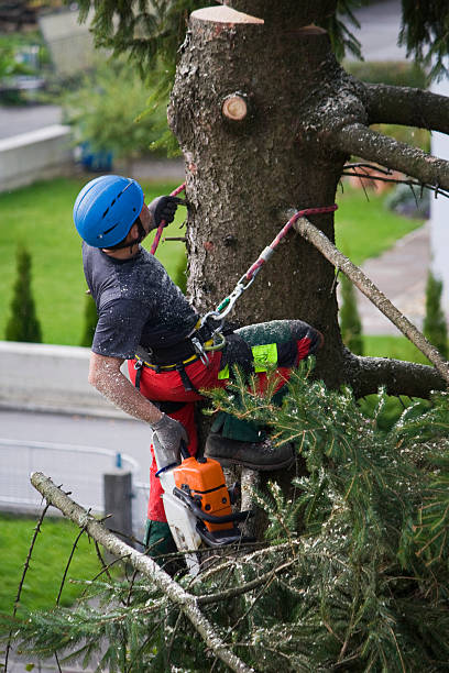 Best Hedge Trimming  in Decatur, MI