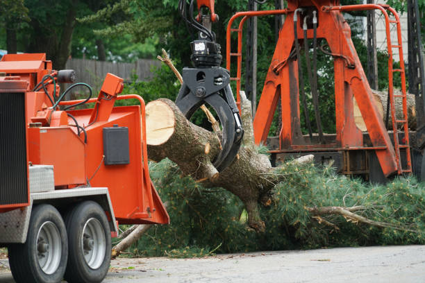 Best Tree Cabling and Bracing  in Decatur, MI